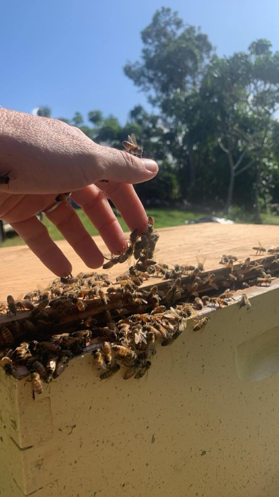 A hand reaching toward honeybees on a hive